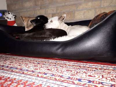 Schlafposition-Beitrag-Bild