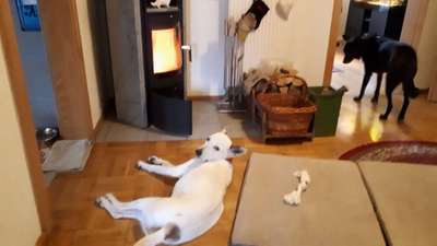 Kleidung für Hunde-Beitrag-Bild