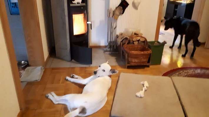 Zeigt mal die schönsten Bilder von euren Hunden !-Beitrag-Bild