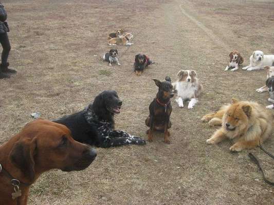 Seelenhunde-Beitrag-Bild