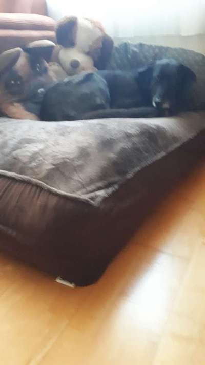 Hundebett gesucht-Beitrag-Bild