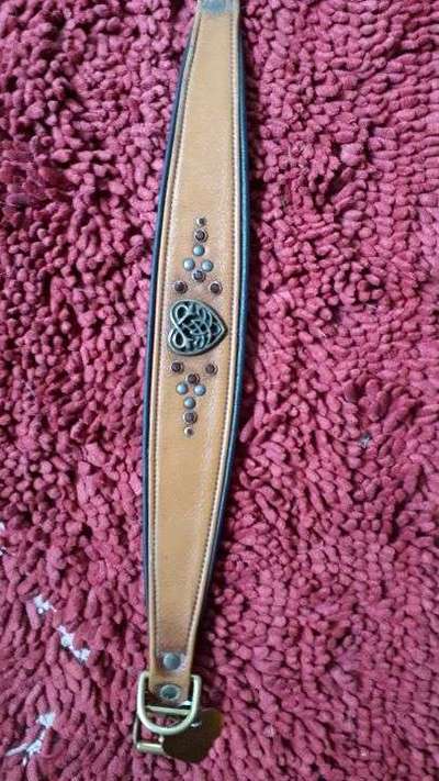 Halsband oder Geschirr-Beitrag-Bild