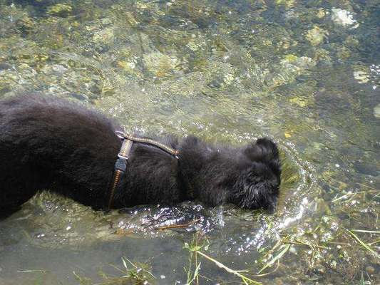 Dogorama-Monats-Challenge-Mai "Wasser"-Beitrag-Bild