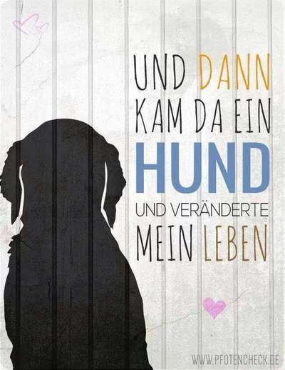 Warum liebst du deinen Hund?-Beitrag-Bild