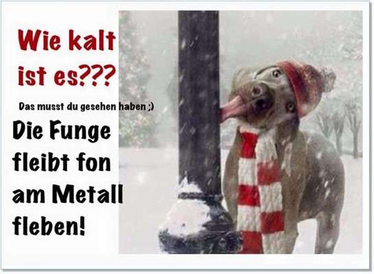 Hunde sprüche-Beitrag-Bild