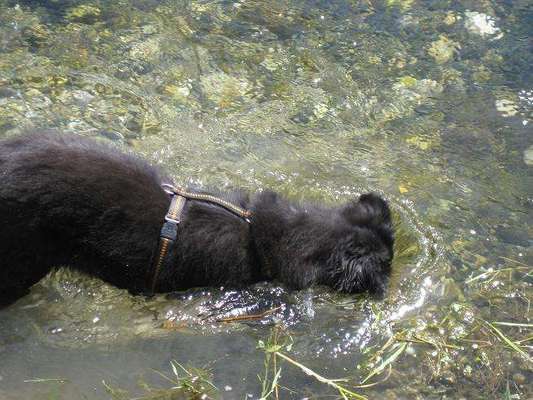 Foto's und Hundemodels-Beitrag-Bild