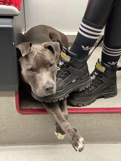 Die Dogorama Wochen Challenge-Beitrag-Bild