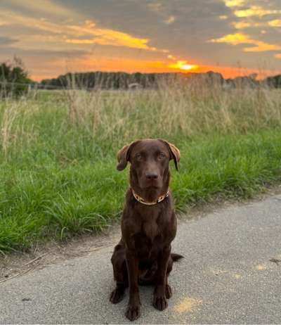 Hundetreffen-Suchen Spiel- und Trainingspartner 😊-Bild