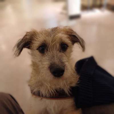 TierschutzhundeStammtisch🐕-Beitrag-Bild