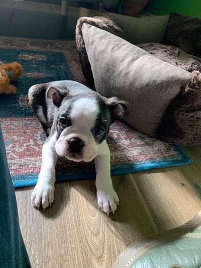 Boston Terrier Liebhaber❤️-Beitrag-Bild