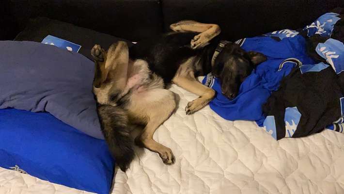 Labradorfans-Beitrag-Bild