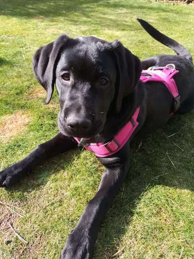 Labradorfans-Beitrag-Bild