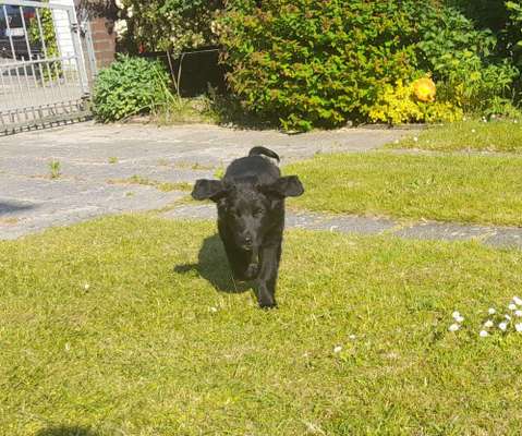 Hundetreffen-Hunde Spieltreffen-Bild