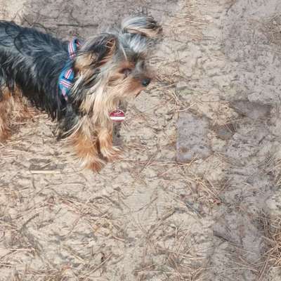 Hundetreffen-Toberunde und Waldspaziergang-Bild