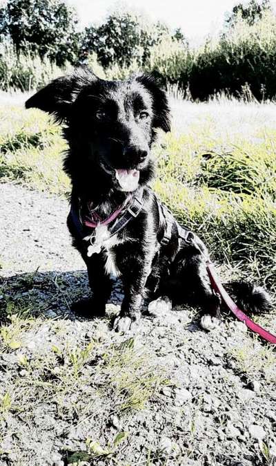 Der Hund als Cartoon-Beitrag-Bild