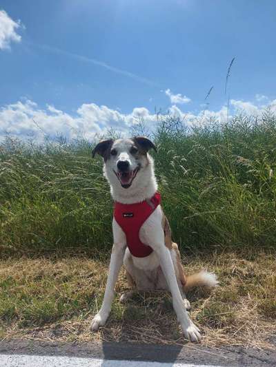 Windhunde - Treffen der besonderen Schönheiten
HERZLICH WILLKOMMEN-Beitrag-Bild