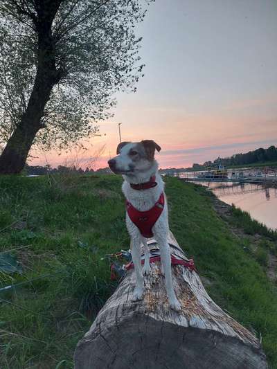 Hundetreffen-Hundetreffen-Bild