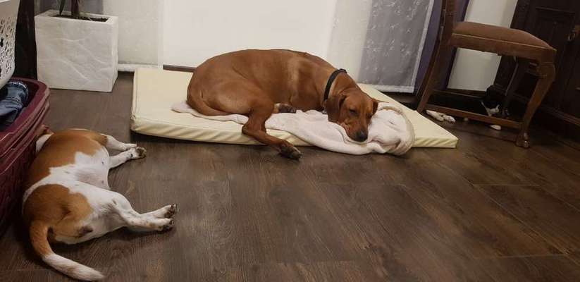 Was haltet ihr von Hunden,die mit Katzen Zusammenleben?-Beitrag-Bild