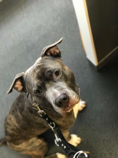 "Bulligere Arten" auch hier? :) Amstaff etc..-Beitrag-Bild