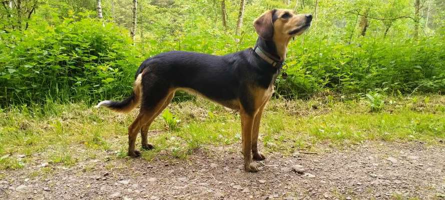 Griechische Bracke-Beitrag-Bild