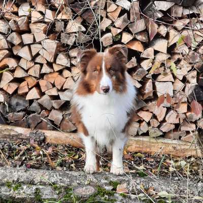 Hundetreffen-Gassirunde in Tübingen/Rottenburg und Umgebung-Bild