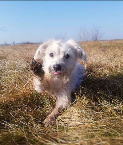 Fotochallenge No. 26                                     Wald und Wiese-Beitrag-Bild