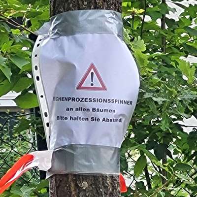 Giftköder-Eichenprozessionsspinner-Bild