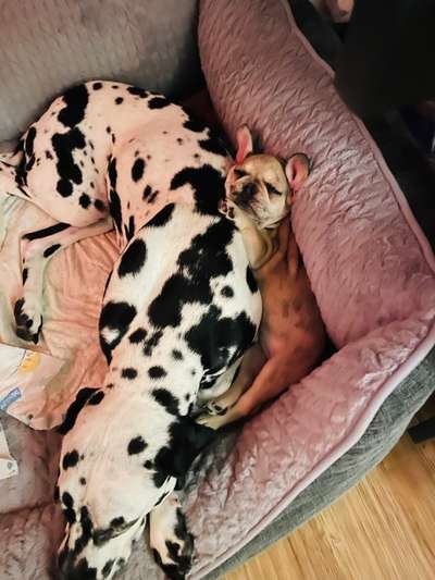 Französische Bulldoggen-Beitrag-Bild