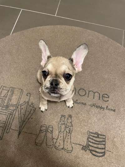 Französische Bulldoggen-Beitrag-Bild