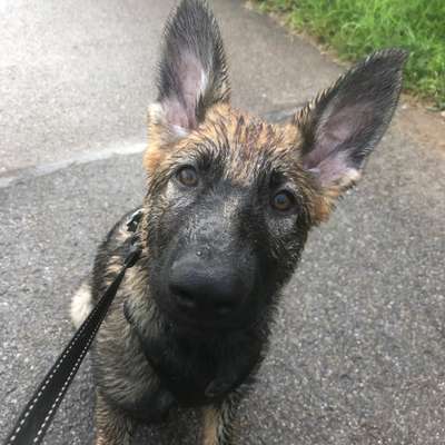 FOTOCHALLENGE 70 - Dein Hund im Auto-Beitrag-Bild