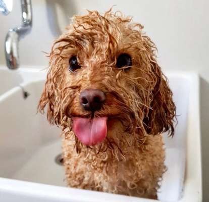 Fotochallenge Nr. 59 - Mein Hund zeigt die Zunge-Beitrag-Bild