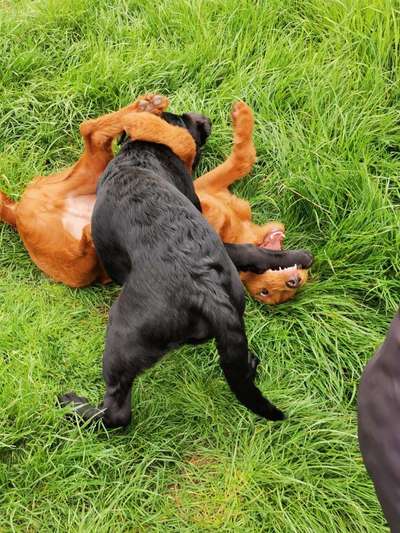 Hundetreffen-Junghunde in Ahnatal  Heckershausen-Bild