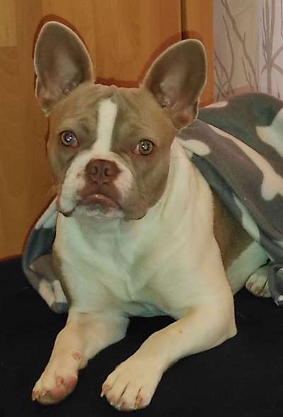 Französische Bulldoggen-Beitrag-Bild