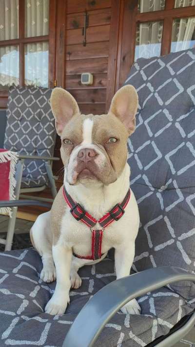 Französische Bulldoggen-Beitrag-Bild