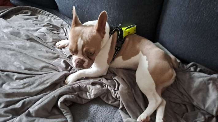 Französische Bulldoggen-Beitrag-Bild