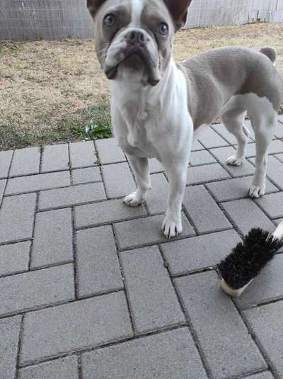 Französische Bulldoggen-Beitrag-Bild