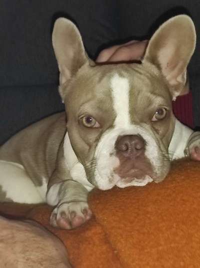 Französische Bulldoggen-Beitrag-Bild