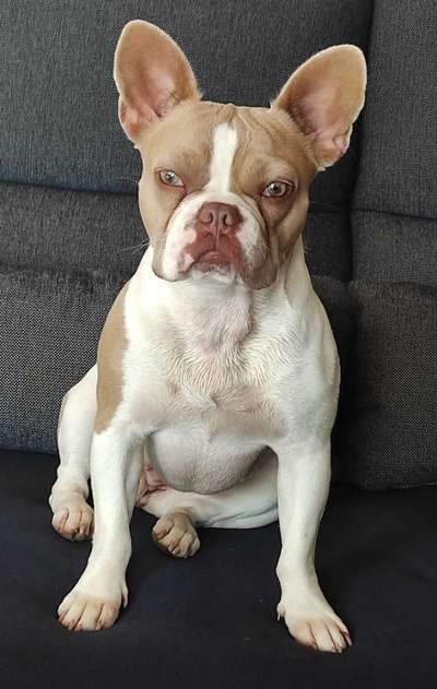 Französische Bulldoggen-Beitrag-Bild