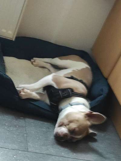 Französische Bulldoggen-Beitrag-Bild