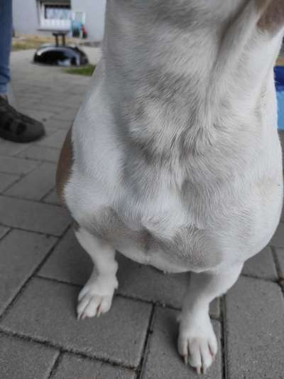 Französische Bulldoggen-Beitrag-Bild