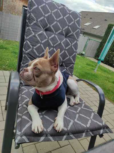 Französische Bulldoggen-Beitrag-Bild