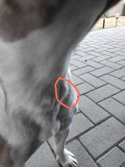 Französische Bulldoggen-Beitrag-Bild