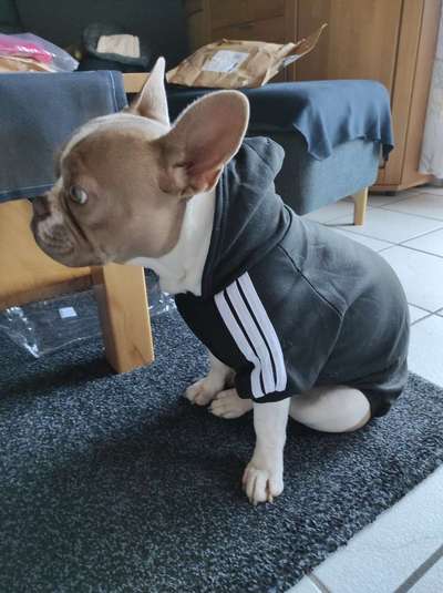 Französische Bulldoggen-Beitrag-Bild