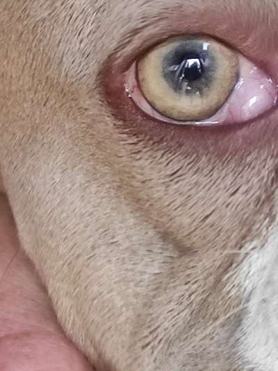 Französische Bulldoggen-Beitrag-Bild