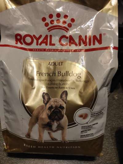 Französische Bulldoggen-Beitrag-Bild