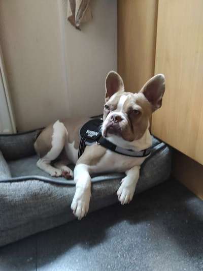 Französische Bulldoggen-Beitrag-Bild