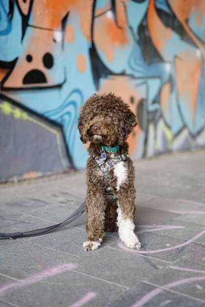 Lagotto Romagnolo Besitzer-Beitrag-Bild