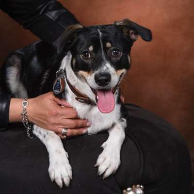 Hundetreffen-Gassifreundin