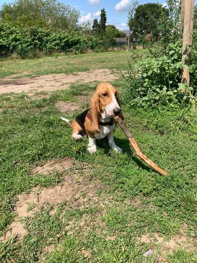 Hundetreffen-Basset-Treffen in Bonn-Bild