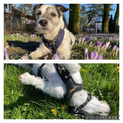 27. Collagen Challenge - Dein Hund mit Blume(n)-Beitrag-Bild
